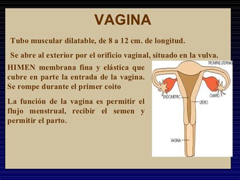 función de la vagina